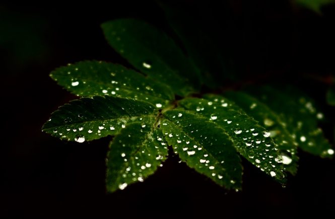 wald 4 Schwedens Wälder im Regen | Fotografie