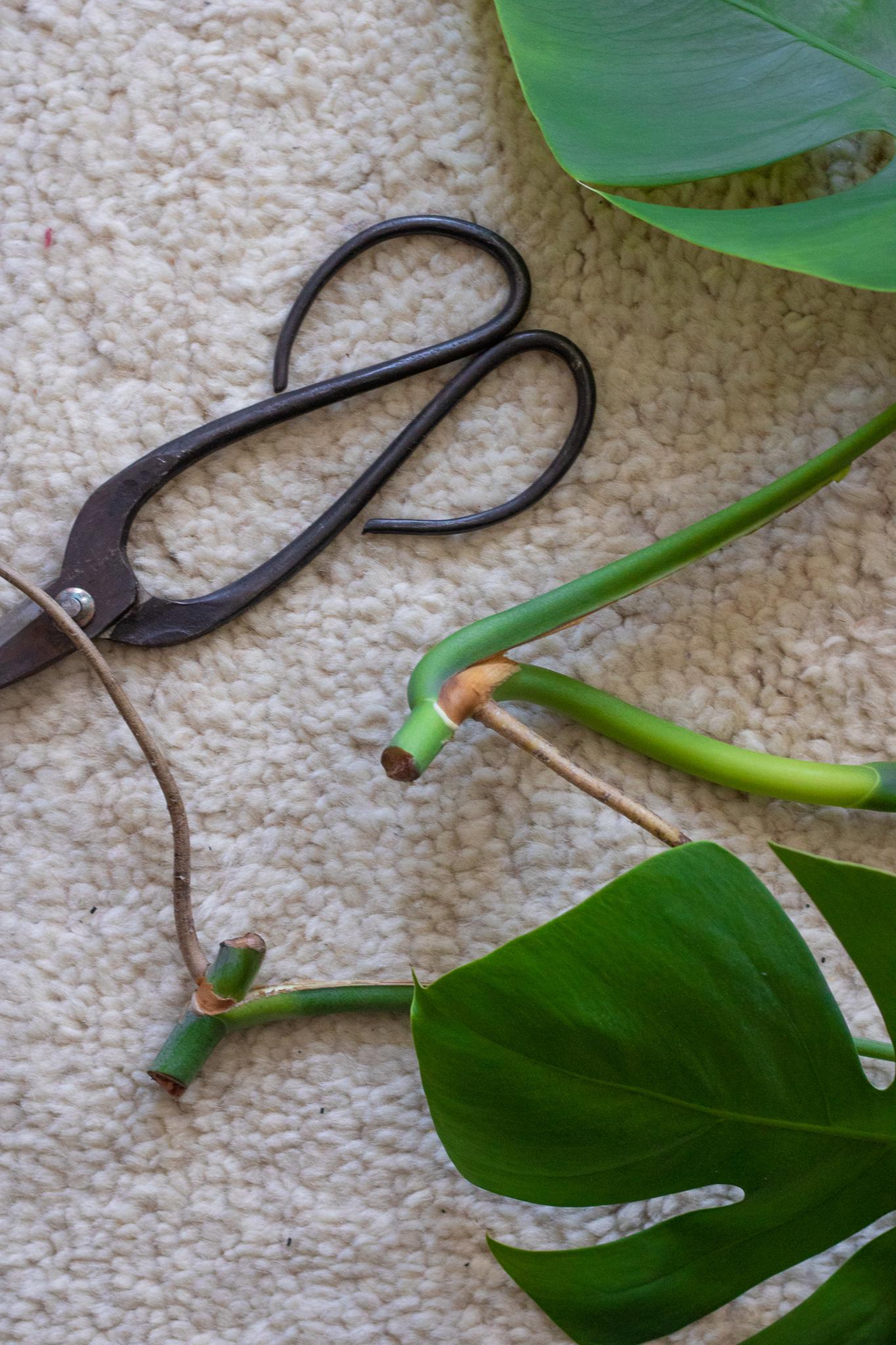 Propagate your Monstera | quick & easy steps