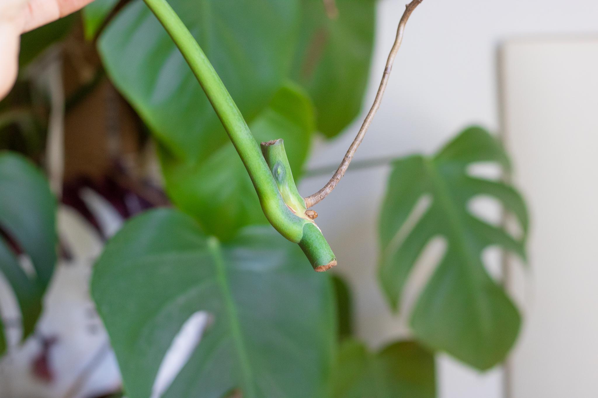 Propagate your Monstera | quick & easy steps